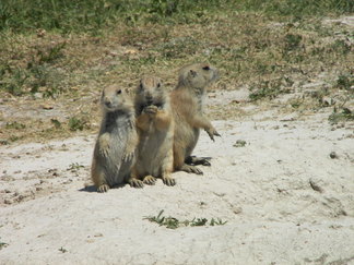 Prairie Dogs