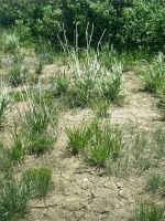 Bunch Grass, South Pass City, WY