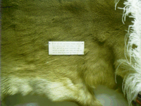 Marker, Buck for a Dollar, MFT, Chadron, NE