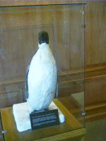 Stuffed Penguin, Little America, Cheyenne, WY