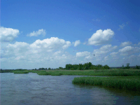 Swallows on the Platte, North Platte, NE