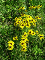 Brown Eyed Susans, Pony Bridge, El Reno, OK