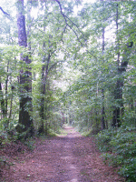 Natchez Trace, Mantee, MS