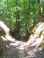 Sunken Trace, Natchez Trace, Port Gibson, MS