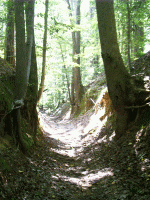 Sunken Trace, Natchez Trace, Port Gibson, MS