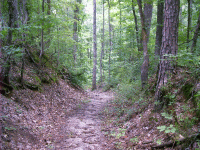 Sunken Trace, Natchez Trace, Saltillo, MS