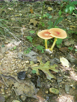 Toadstools, Freedom Hills, Natchez Trace, Cherokee, AL