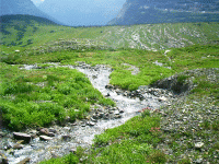 Glacial Striations, Logan Pass, Glacier Park