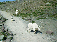 Mountain Goat, Logan Pass, Glacier Park