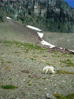 Mountain Goat, Logan Pass, Glacier Park